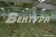 poultry-farm-2