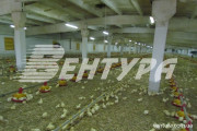 poultry-farm-3