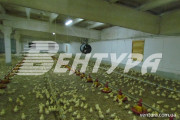 poultry-farm-4
