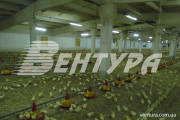 poultry-farm-6