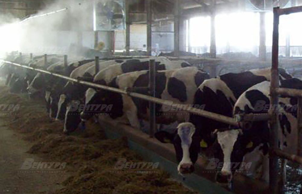 Ферма КРС, корівник