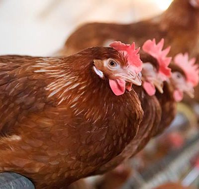 Оборудование для кур-несушек