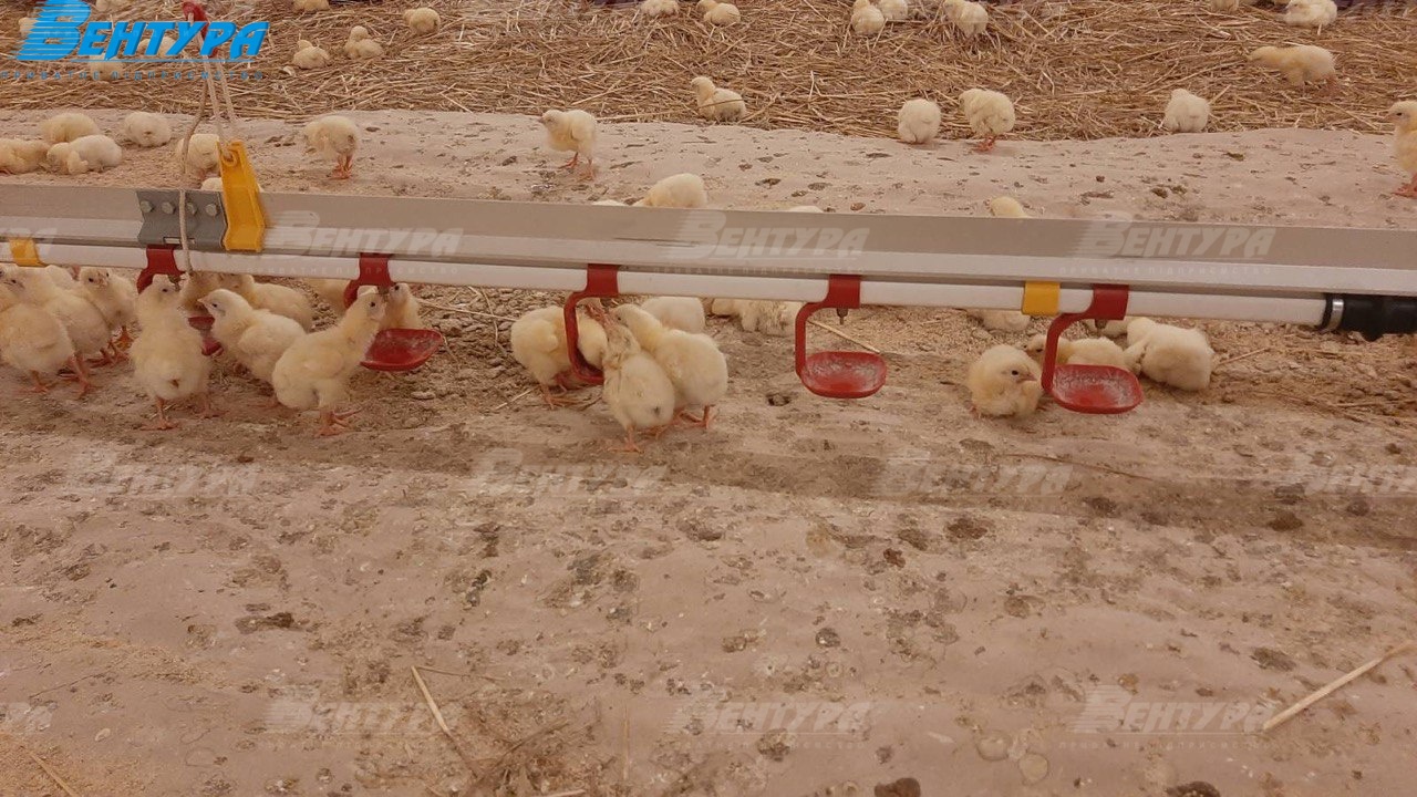 Автоматичні система напування птиці з ніпельними поїлками