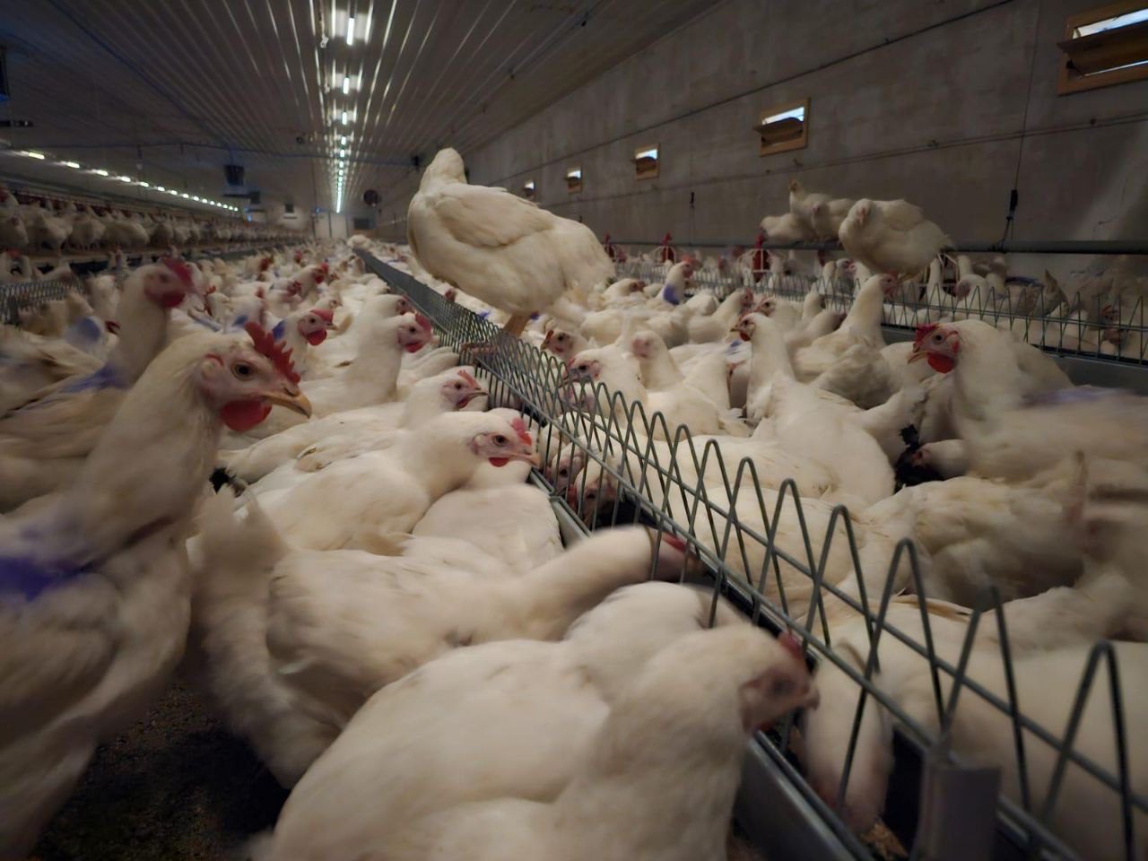 Ланцюг годування у пташнику