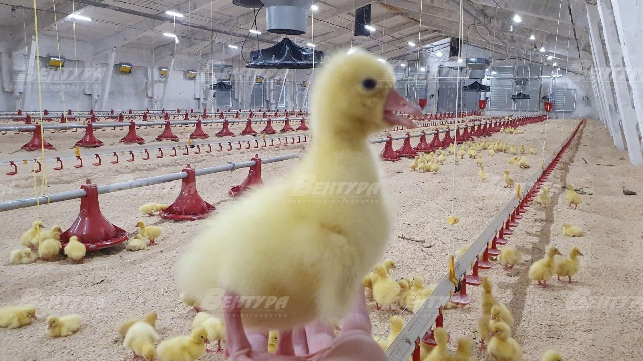 Птахофабрика - гуси і обладнання